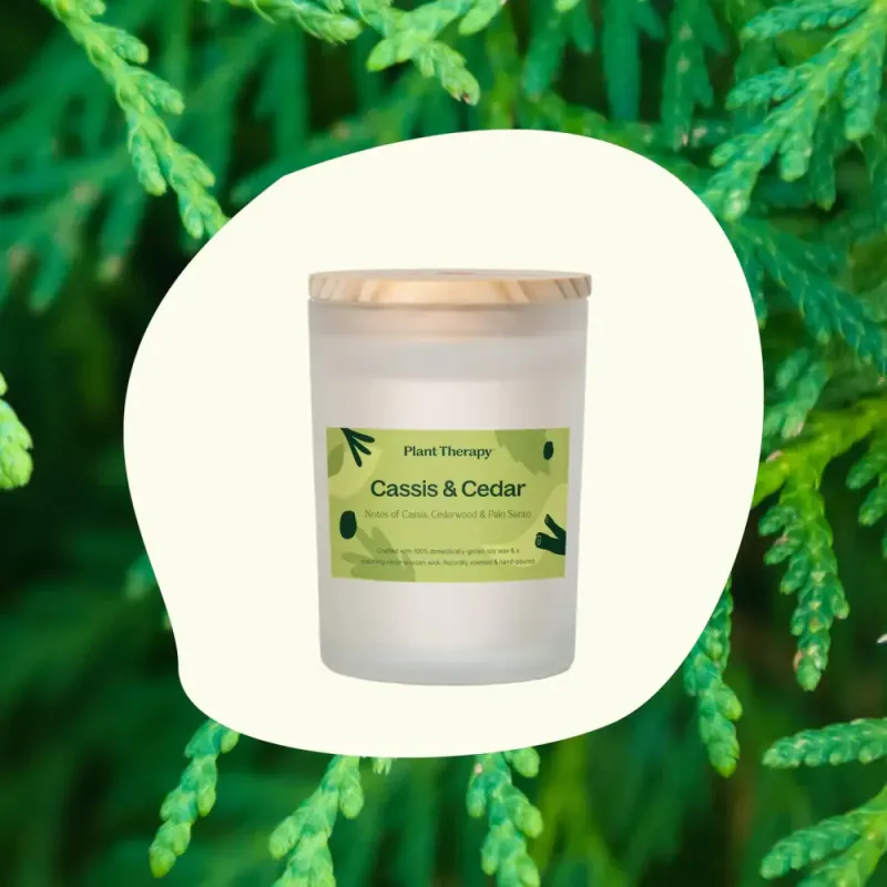 Cassis & Cedar - naturlig duftlys / Plant Therapy
