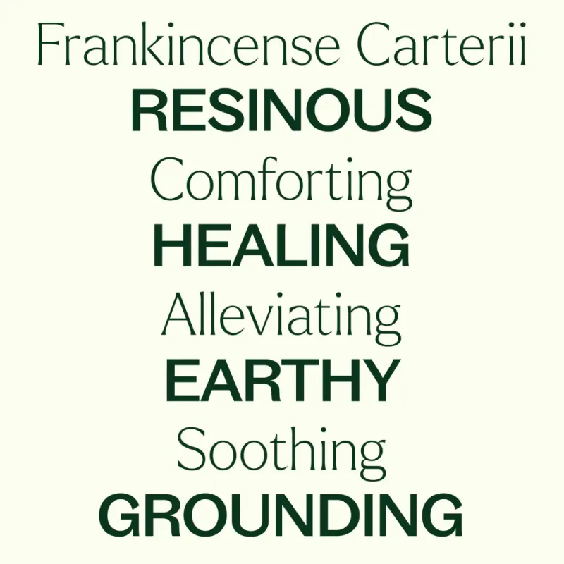 Frankincense Carterii 10ml  / Plant Therapy